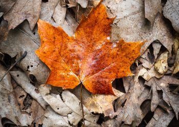 Main Tanah dari Langit