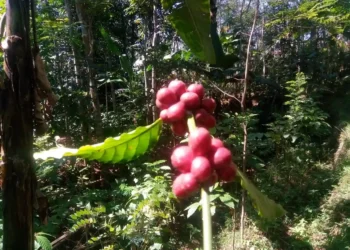 Perjalanan Menuju Akar Pohon Kopi