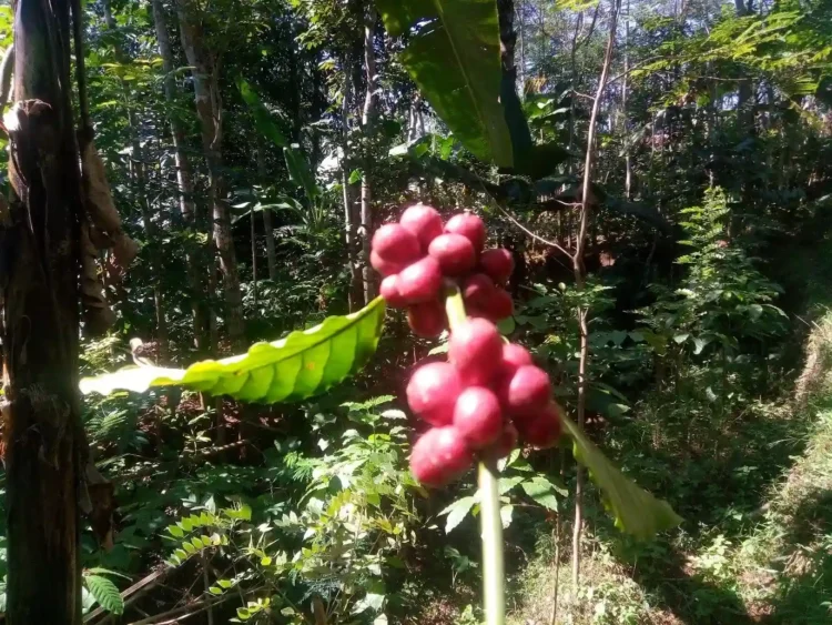Perjalanan Menuju Akar Pohon Kopi